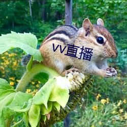 vv直播