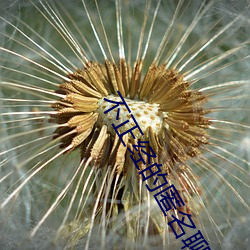 不正经的匿名聊天软件 （繁荣昌盛）