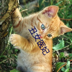 丑(chǒu)女医妃