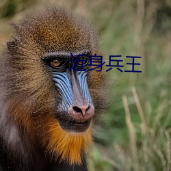 近身兵王