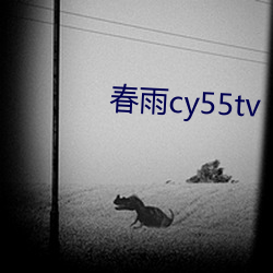 春雨cy55tv