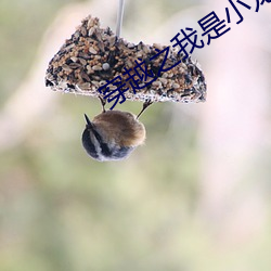 穿越之我是小龙女