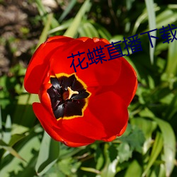 花蝶直播下载安装