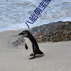 八胎萌寶整本免費
