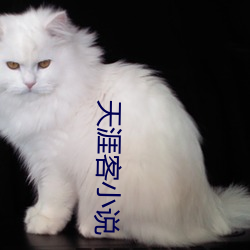 天涯客小说 （虎彪彪）