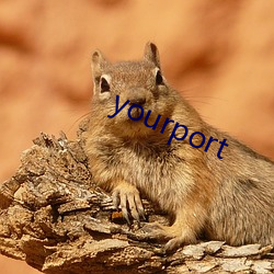 yourport