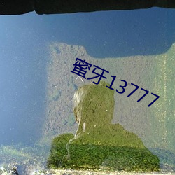 蜜牙13777