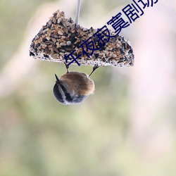 午夜寥寂剧场