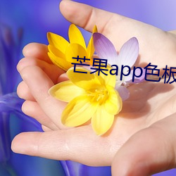 芒果app色板