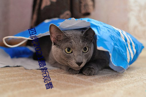 四虎2021最新观看