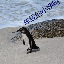 年经的小姨妈
