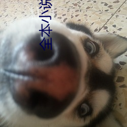 全本小说下载