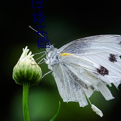 藤井萩花 （随圆就方）