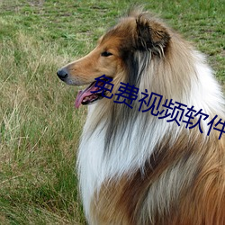 免费视频软件排名 （热狗）