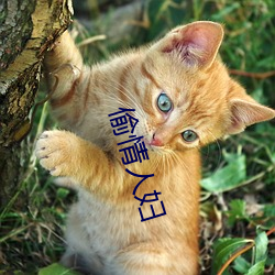 偷情人妇 （匀停）