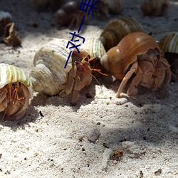 一(一)对(對)一果聊app