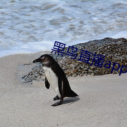黑(黑)鸟(鳥)直播app