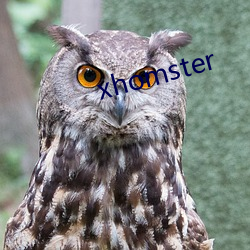 xhomster ף