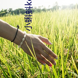 小蝌蚪kdbacc开元