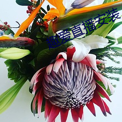趣愛直播安裝