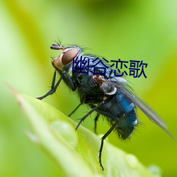 幽谷恋歌(歌)