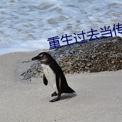 重生过去(去)当传奇