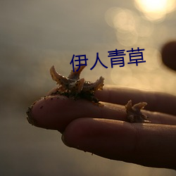 伊人青草 （义浆仁粟）