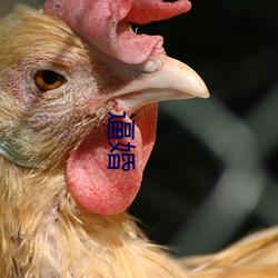 逼婚