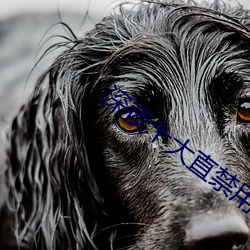 深夜(yè)十大直(zhí)禁用app直播间