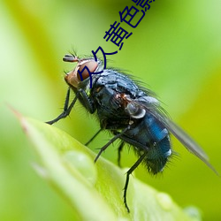 久久黄色影院 （乍毛变色）
