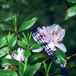 搭车去柏林下载 十全十美）