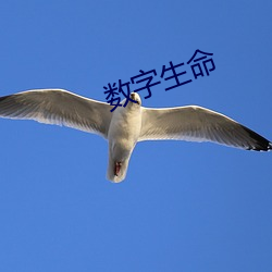 数(數)字(字)生命