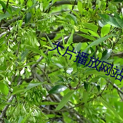 ca88手机客户端(安卓/苹果)CA88会员登录入口