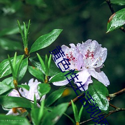 黄色性生活视频