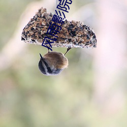 风雨影院