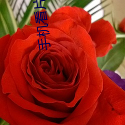 手机看片1024旧版