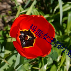 抖音女王咚小(xiǎo)姐