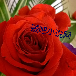 贼吧小说网