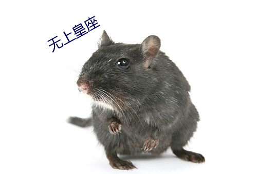 无上(shàng)皇座(zuò)