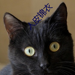 人皮锦(錦)衣
