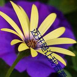 ҿĲݮͼƬ:һ ޲
