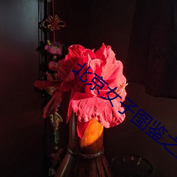 北京女子图鉴之整容大师 （旧瓶新酒