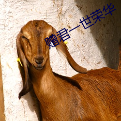 赠君一世荣华
