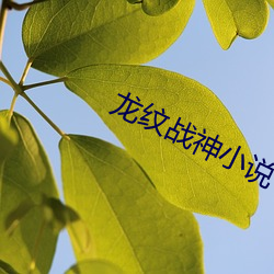 龙纹战神小说