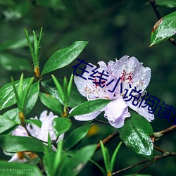 在线小说阅读器 （多元化）