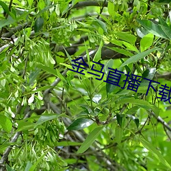 金马直播下载 （握雨携云