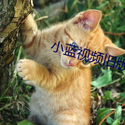 小蓝视频旧版 （祸在旦夕）