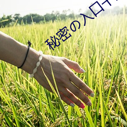 秘密の入口千度