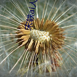 宋轶ai人脸替(tì)换脸忘忧草