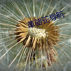 草骆驼导航 蜂攒蚁聚）